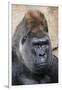 Western Gorilla in a zoo-Adam Jones-Framed Photographic Print