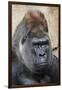 Western Gorilla in a zoo-Adam Jones-Framed Photographic Print