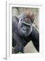 Western Gorilla in a zoo-Adam Jones-Framed Photographic Print