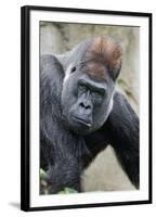 Western Gorilla in a zoo-Adam Jones-Framed Photographic Print