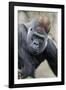 Western Gorilla in a zoo-Adam Jones-Framed Photographic Print