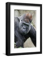 Western Gorilla in a zoo-Adam Jones-Framed Photographic Print