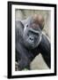 Western Gorilla in a zoo-Adam Jones-Framed Photographic Print