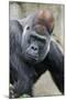 Western Gorilla in a zoo-Adam Jones-Mounted Photographic Print