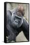 Western Gorilla in a zoo-Adam Jones-Framed Stretched Canvas