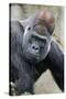 Western Gorilla in a zoo-Adam Jones-Stretched Canvas