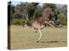 Western Gray Kangaroo (Macropus Fuliginosus) With Joey in Pouch, Yanchep National Park, Australia-Thorsten Milse-Stretched Canvas