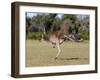 Western Gray Kangaroo (Macropus Fuliginosus) With Joey in Pouch, Yanchep National Park, Australia-Thorsten Milse-Framed Photographic Print