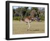 Western Gray Kangaroo (Macropus Fuliginosus) With Joey in Pouch, Yanchep National Park, Australia-Thorsten Milse-Framed Photographic Print