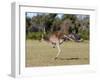 Western Gray Kangaroo (Macropus Fuliginosus) With Joey in Pouch, Yanchep National Park, Australia-Thorsten Milse-Framed Photographic Print