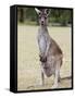 Western Gray Kangaroo (Macropus Fuliginosus) With Joey in Pouch, Yanchep National Park, Australia-null-Framed Stretched Canvas