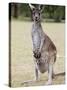 Western Gray Kangaroo (Macropus Fuliginosus) With Joey in Pouch, Yanchep National Park, Australia-null-Stretched Canvas