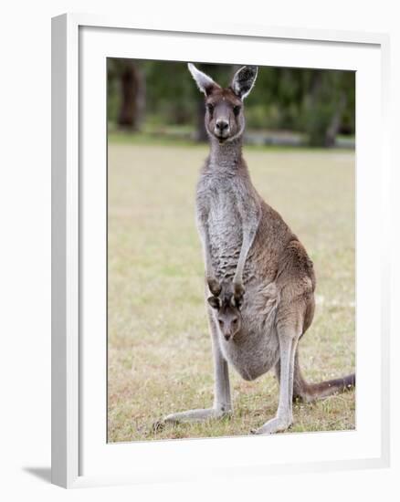 Western Gray Kangaroo (Macropus Fuliginosus) With Joey in Pouch, Yanchep National Park, Australia-null-Framed Photographic Print