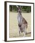 Western Gray Kangaroo (Macropus Fuliginosus) With Joey in Pouch, Yanchep National Park, Australia-null-Framed Photographic Print