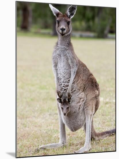 Western Gray Kangaroo (Macropus Fuliginosus) With Joey in Pouch, Yanchep National Park, Australia-null-Mounted Photographic Print