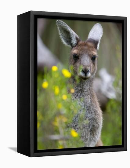 Western Gray Kangaroo (Macropus Fuliginosus), Yanchep National Park, West Australia-null-Framed Stretched Canvas