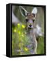 Western Gray Kangaroo (Macropus Fuliginosus), Yanchep National Park, West Australia-null-Framed Stretched Canvas