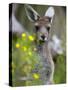 Western Gray Kangaroo (Macropus Fuliginosus), Yanchep National Park, West Australia-null-Stretched Canvas