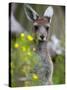 Western Gray Kangaroo (Macropus Fuliginosus), Yanchep National Park, West Australia-null-Stretched Canvas