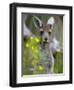 Western Gray Kangaroo (Macropus Fuliginosus), Yanchep National Park, West Australia-null-Framed Photographic Print