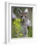 Western Gray Kangaroo (Macropus Fuliginosus), Yanchep National Park, West Australia-null-Framed Photographic Print