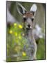 Western Gray Kangaroo (Macropus Fuliginosus), Yanchep National Park, West Australia-null-Mounted Photographic Print