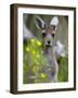 Western Gray Kangaroo (Macropus Fuliginosus), Yanchep National Park, West Australia-null-Framed Photographic Print