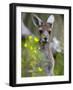 Western Gray Kangaroo (Macropus Fuliginosus), Yanchep National Park, West Australia-null-Framed Photographic Print