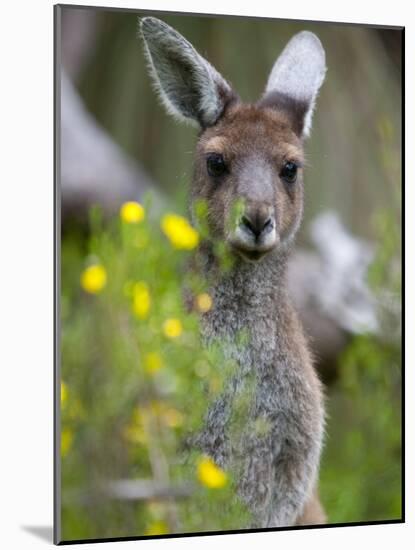 Western Gray Kangaroo (Macropus Fuliginosus), Yanchep National Park, West Australia-null-Mounted Photographic Print