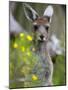 Western Gray Kangaroo (Macropus Fuliginosus), Yanchep National Park, West Australia-null-Mounted Photographic Print