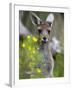 Western Gray Kangaroo (Macropus Fuliginosus), Yanchep National Park, West Australia-null-Framed Photographic Print