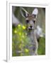 Western Gray Kangaroo (Macropus Fuliginosus), Yanchep National Park, West Australia-null-Framed Photographic Print