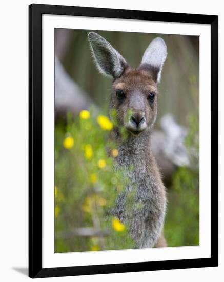 Western Gray Kangaroo (Macropus Fuliginosus), Yanchep National Park, West Australia-null-Framed Photographic Print