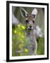 Western Gray Kangaroo (Macropus Fuliginosus), Yanchep National Park, West Australia-null-Framed Photographic Print