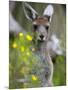 Western Gray Kangaroo (Macropus Fuliginosus), Yanchep National Park, West Australia-null-Mounted Photographic Print