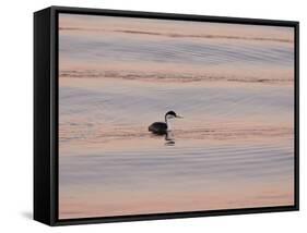 Western Grebe (Aechmophorus occidentalis) adult, swimming at dusk, California, USA-Bob Gibbons-Framed Stretched Canvas