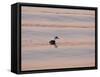 Western Grebe (Aechmophorus occidentalis) adult, swimming at dusk, California, USA-Bob Gibbons-Framed Stretched Canvas