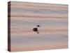 Western Grebe (Aechmophorus occidentalis) adult, swimming at dusk, California, USA-Bob Gibbons-Stretched Canvas