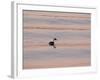 Western Grebe (Aechmophorus occidentalis) adult, swimming at dusk, California, USA-Bob Gibbons-Framed Photographic Print
