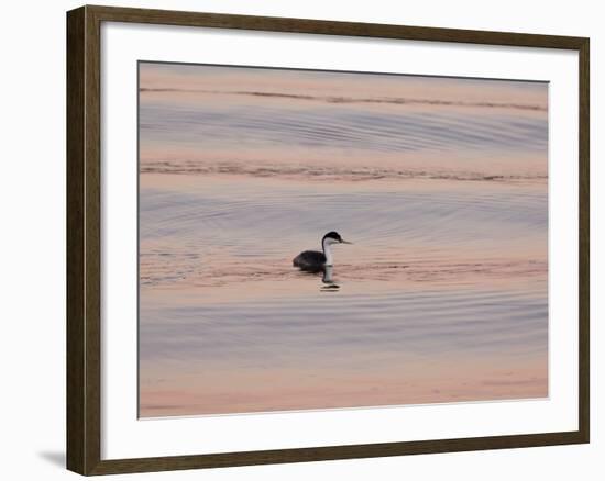 Western Grebe (Aechmophorus occidentalis) adult, swimming at dusk, California, USA-Bob Gibbons-Framed Photographic Print