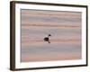 Western Grebe (Aechmophorus occidentalis) adult, swimming at dusk, California, USA-Bob Gibbons-Framed Photographic Print