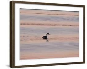 Western Grebe (Aechmophorus occidentalis) adult, swimming at dusk, California, USA-Bob Gibbons-Framed Photographic Print