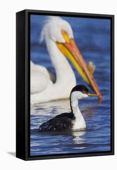 Western Grebe and American White Pelican-Ken Archer-Framed Stretched Canvas