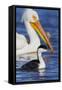 Western Grebe and American White Pelican-Ken Archer-Framed Stretched Canvas