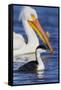 Western Grebe and American White Pelican-Ken Archer-Framed Stretched Canvas