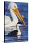 Western Grebe and American White Pelican-Ken Archer-Stretched Canvas