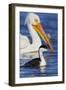 Western Grebe and American White Pelican-Ken Archer-Framed Photographic Print