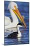 Western Grebe and American White Pelican-Ken Archer-Mounted Photographic Print