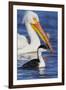 Western Grebe and American White Pelican-Ken Archer-Framed Photographic Print