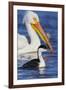 Western Grebe and American White Pelican-Ken Archer-Framed Photographic Print